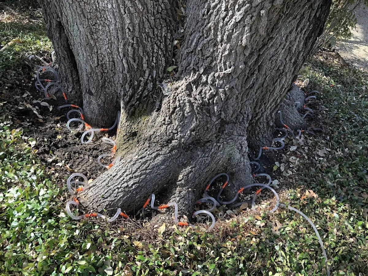 Detailed Tree Cabling and Bracing job site in Oil City