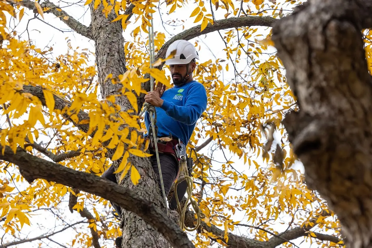 Skilled Tree Pruning crew working in Oil City